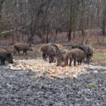 Zagłębie kończy sezon zasadniczy zwycięstwem po rzutach karnych